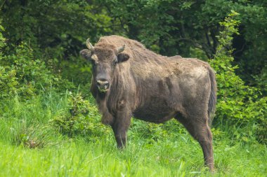 Avrupa Bizonu (Bison bonasus). Bieszczady Dağları, Karpatlar, Polonya.