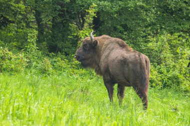 Avrupa Bizonu (Bison bonasus). Bieszczady Dağları, Karpatlar, Polonya.