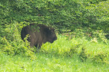 Avrupa Bizonu (Bison bonasus). Bieszczady Dağları, Karpatlar, Polonya.