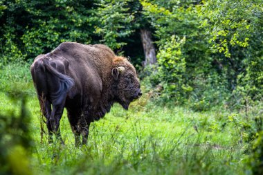 Avrupa Bizonu (Bison bonasus). Bieszczady Dağları, Karpatlar, Polonya.