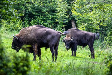 Avrupa Bizonu (Bison bonasus). Bieszczady Dağları, Karpatlar, Polonya.