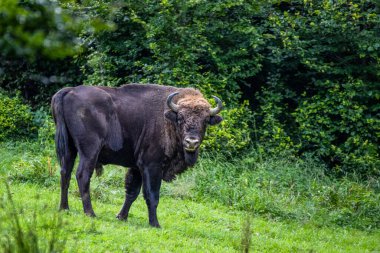 Avrupa Bizonu (Bison bonasus). Bieszczady Dağları, Karpatlar, Polonya.