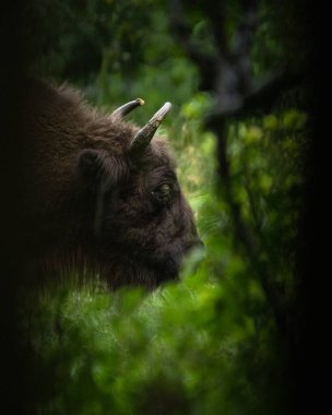 Avrupa Bizonu (Bison bonasus). Bieszczady Dağları, Karpatlar, Polonya.