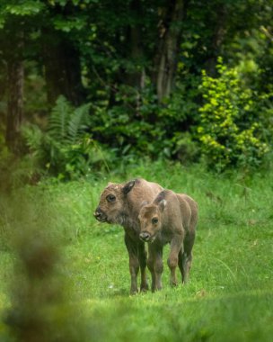 Avrupa Bizonu (Bison bonasus). Bieszczady Dağları, Karpatlar, Polonya.