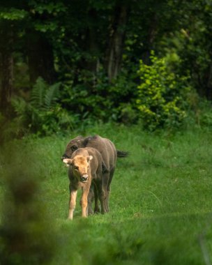 Avrupa Bizonu (Bison bonasus). Bieszczady Dağları, Karpatlar, Polonya.