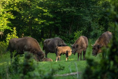 Avrupa Bizonu (Bison bonasus). Bieszczady Dağları, Karpatlar, Polonya.