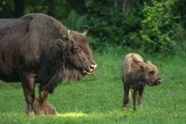 Avrupa Bizonu (Bison bonasus). Bieszczady Dağları, Karpatlar, Polonya.