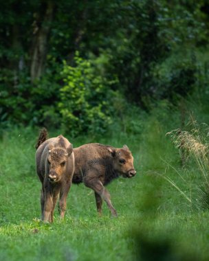 Avrupa Bizonu (Bison bonasus). Bieszczady Dağları, Karpatlar, Polonya.