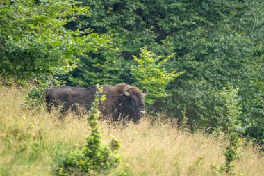 Avrupa Bizonu (Bison bonasus). Bieszczady Dağları, Karpatlar, Polonya.