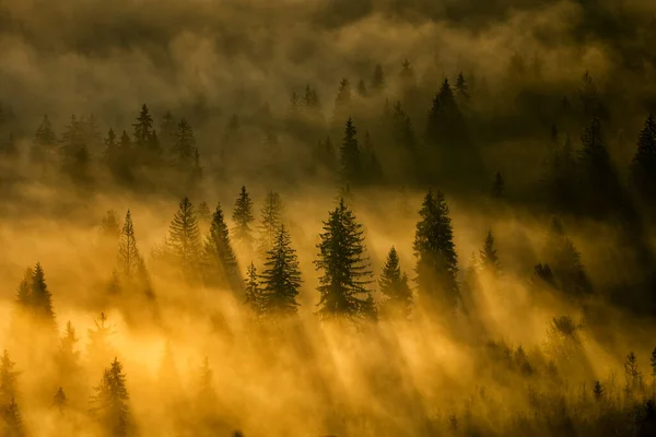 Rejtélyes Erdő Napkeltekor Kárpátok Ukrajna — Stock Fotó