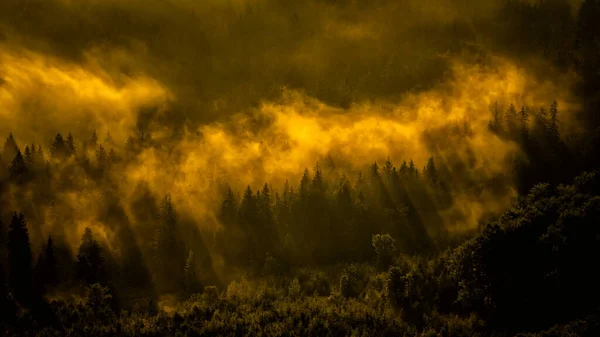 Mysterious Forest Sunrise Carpathian Mountains Ukraine — Fotografia de Stock