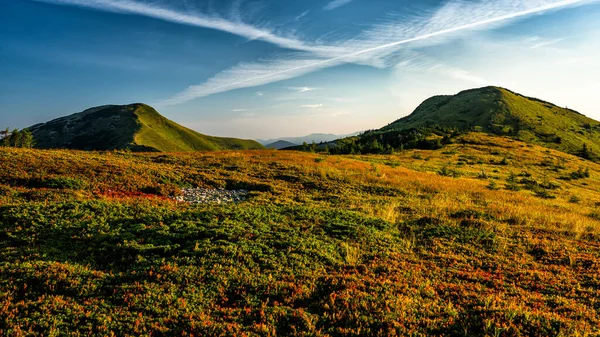 Yeşil Bir Dağ Çayırında Güneşli Bir Gün Gorgany Sıradağları Karpatlar — Stok fotoğraf
