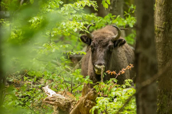 European Bison Bison Bonasus Montanhas Bieszczady Cárpatos Polónia — Fotografia de Stock