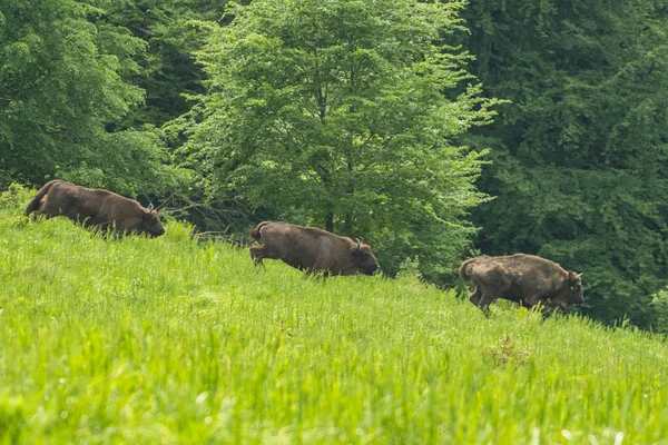 Avrupa Bizonu Bison Bonasus Bieszczady Dağları Karpatlar Polonya — Stok fotoğraf