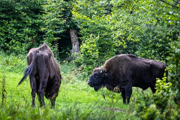 Bizon Europejski Bison Bonasus Bieszczady Karpaty Polska — Zdjęcie stockowe