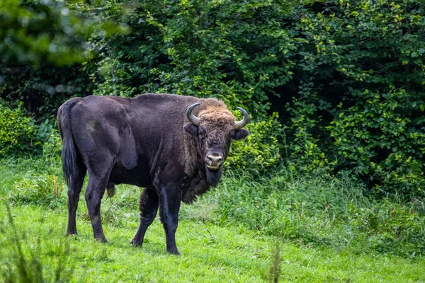 Европейский Бизон Bison Bonasus Бещады Карпаты Польша — стоковое фото