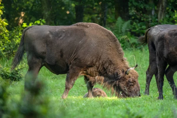 Европейский Бизон Bison Bonasus Бещады Карпаты Польша — стоковое фото