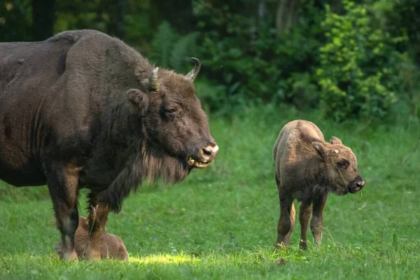 Avrupa Bizonu Bison Bonasus Bieszczady Dağları Karpatlar Polonya — Stok fotoğraf