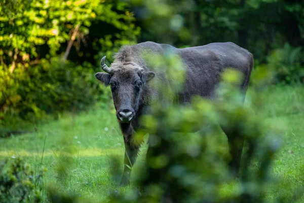 European Bison Bison Bonasus Las Montañas Bieszczady Cárpatos Polonia —  Fotos de Stock