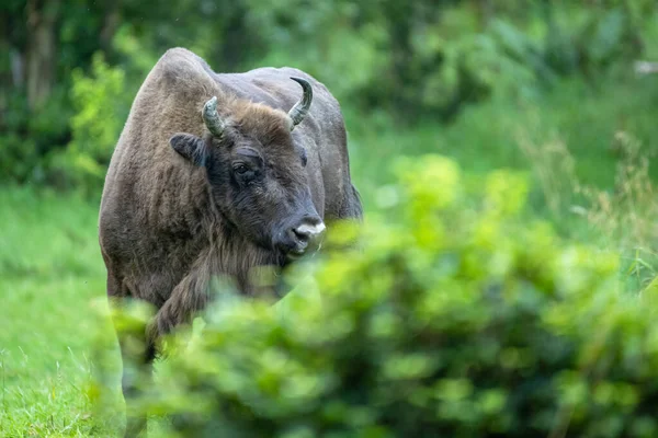 Bizon Europejski Bison Bonasus Bieszczady Karpaty Polska — Zdjęcie stockowe