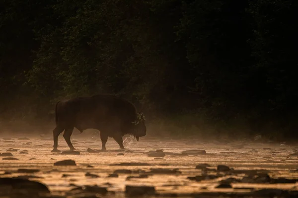European Bison Bonasus Гори Біскаді Карпати Польща — стокове фото