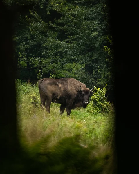 Avrupa Bizonu (Bison bonasus). Bieszczady Dağları, Karpatlar, Polonya.