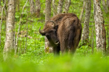 Avrupa Bizonu (Bison bonasus). Bieszczady Dağları, Karpatlar, Polonya.