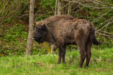 Avrupa Bizonu (Bison bonasus). Bieszczady Dağları, Karpatlar, Polonya.