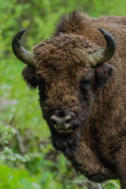 Avrupa Bizonu (Bison bonasus). Bieszczady Dağları, Karpatlar, Polonya.