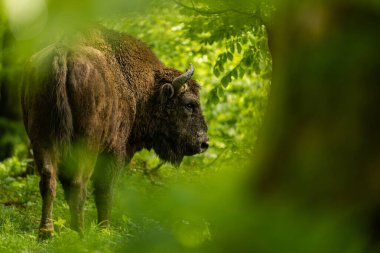 Avrupa Bizonu (Bison bonasus). Bieszczady Dağları, Karpatlar, Polonya.
