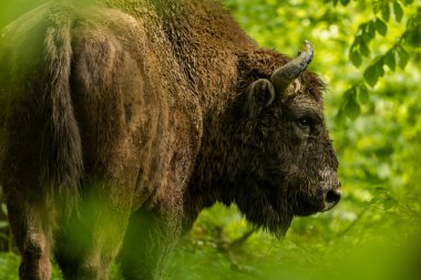 Avrupa Bizonu (Bison bonasus). Bieszczady Dağları, Karpatlar, Polonya.
