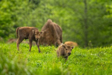Avrupa Bizonu (Bison bonasus). Bieszczady Dağları, Karpatlar, Polonya.