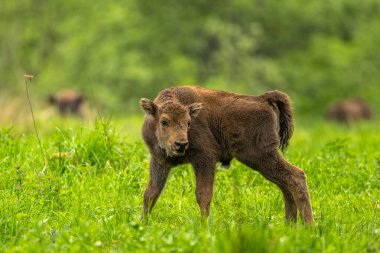 Avrupa Bizonu (Bison bonasus). Bieszczady Dağları, Karpatlar, Polonya.