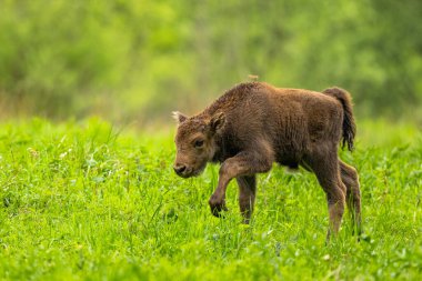 Avrupa Bizonu (Bison bonasus). Bieszczady Dağları, Karpatlar, Polonya.