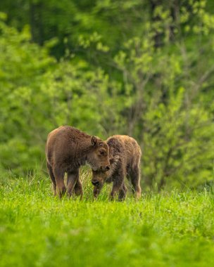 Avrupa Bizonu (Bison bonasus). Bieszczady Dağları, Karpatlar, Polonya.