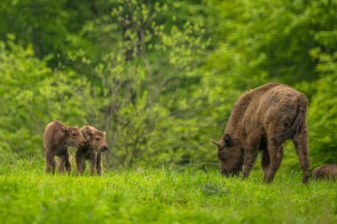 Avrupa Bizonu (Bison bonasus). Bieszczady Dağları, Karpatlar, Polonya.