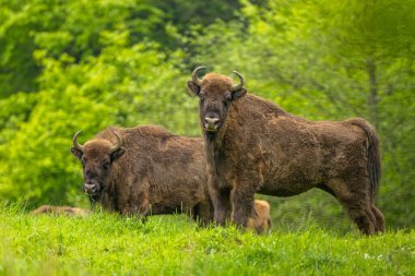 Avrupa Bizonu (Bison bonasus). Bieszczady Dağları, Karpatlar, Polonya.