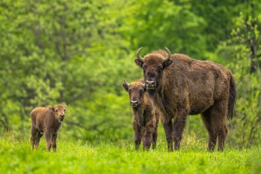 Avrupa Bizonu (Bison bonasus). Bieszczady Dağları, Karpatlar, Polonya.
