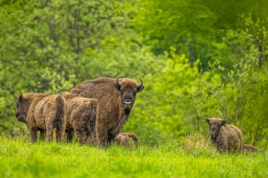 Avrupa Bizonu (Bison bonasus). Bieszczady Dağları, Karpatlar, Polonya.