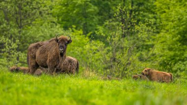 Avrupa Bizonu (Bison bonasus). Bieszczady Dağları, Karpatlar, Polonya.