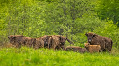 Avrupa Bizonu (Bison bonasus). Bieszczady Dağları, Karpatlar, Polonya.
