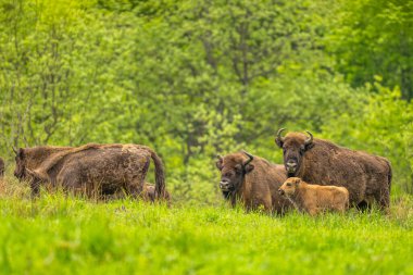 Avrupa Bizonu (Bison bonasus). Bieszczady Dağları, Karpatlar, Polonya.