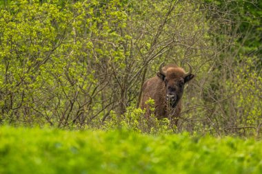 Avrupa Bizonu (Bison bonasus). Bieszczady Dağları, Karpatlar, Polonya.