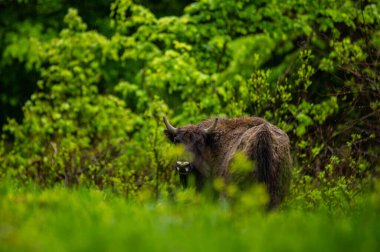 Avrupa Bizonu (Bison bonasus). Bieszczady Dağları, Karpatlar, Polonya.