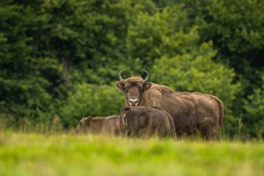 Avrupa Bizonu (Bison bonasus). Bieszczady Dağları, Karpatlar, Polonya.