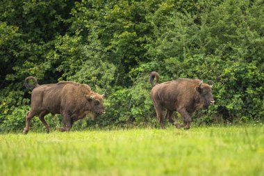 Avrupa Bizonu (Bison bonasus). Bieszczady Dağları, Karpatlar, Polonya.