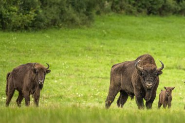 Avrupa Bizonu (Bison bonasus). Bieszczady Dağları, Karpatlar, Polonya.