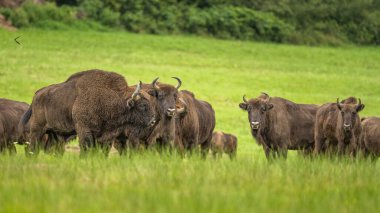 Avrupa Bizonu (Bison bonasus). Bieszczady Dağları, Karpatlar, Polonya.