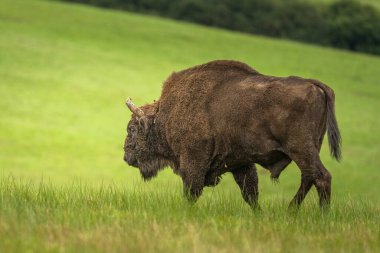 Avrupa Bizonu (Bison bonasus). Bieszczady Dağları, Karpatlar, Polonya.