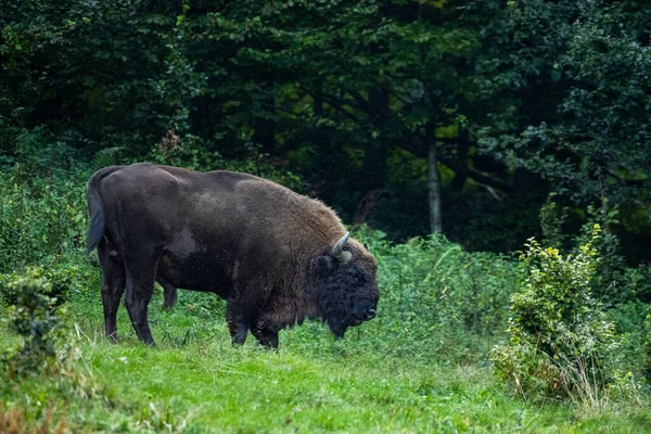 European Bison Bison Bonasus Las Montañas Bieszczady Cárpatos Polonia — Foto de Stock